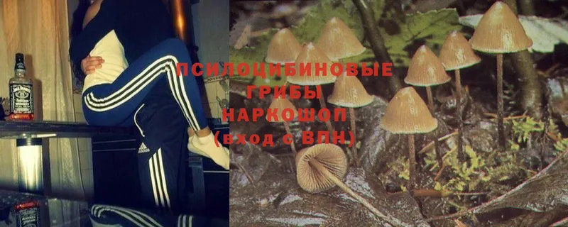 Псилоцибиновые грибы Magic Shrooms  Йошкар-Ола 